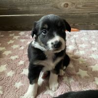 Jolie border collie femelle #1