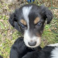 Jolie border collie femelle #2