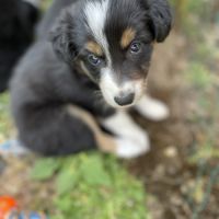 Jolie border collie femelle #0