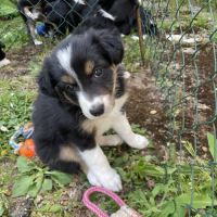 Jolie border collie femelle #4