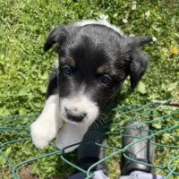 Jolie border collie femelle #5