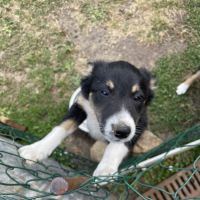 Jolie border collie femelle #6