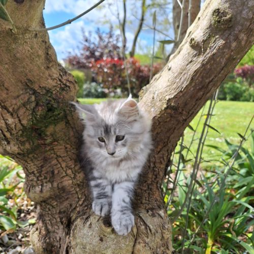 Vend chaton maine coon #1