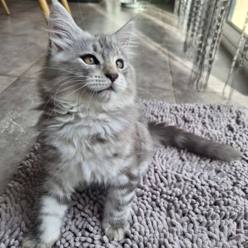 Vend chaton maine coon #2