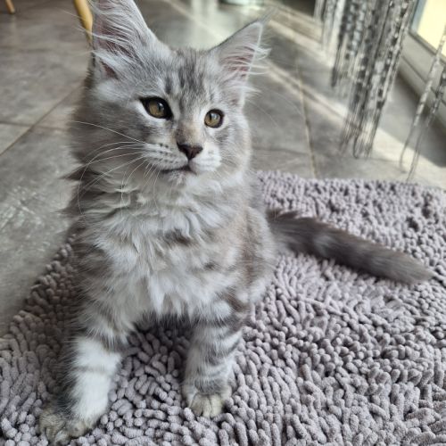 Vend chaton maine coon #3