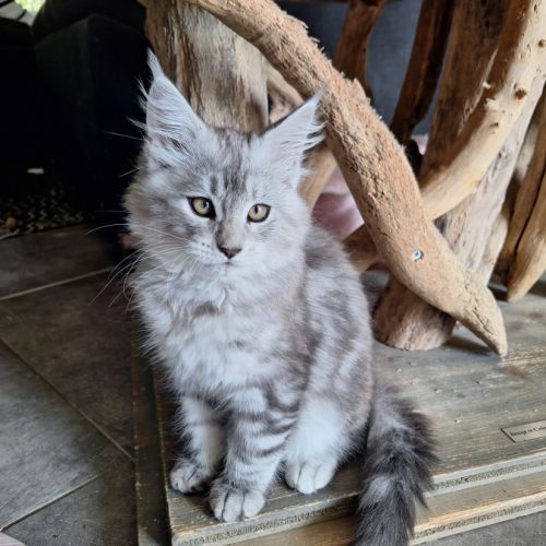 Vend chaton maine coon #4
