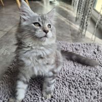 Vend chaton maine coon #2