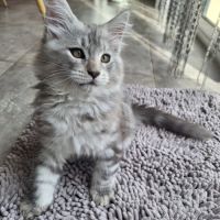 Vend chaton maine coon #3