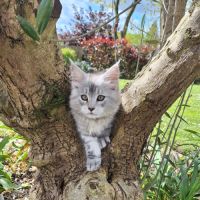 Vend chaton maine coon #5