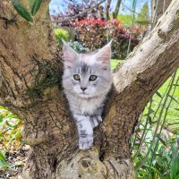 Vend chaton maine coon #0