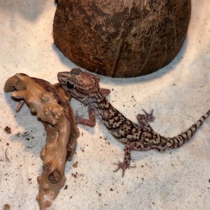 Gecko panthère mâle #1