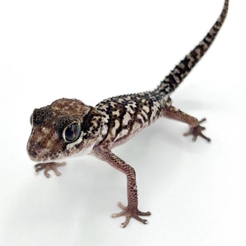 Gecko panthère mâle #0