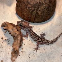 Gecko panthère mâle #1