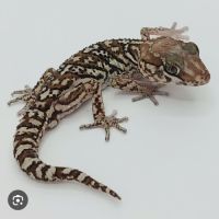 Gecko panthère mâle #2