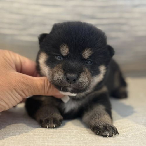Chiots shiba inu lof-prestigieuses origines #1