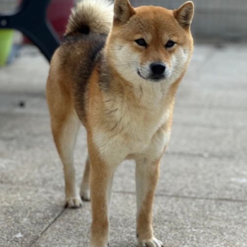 Chiots shiba inu lof-prestigieuses origines #3