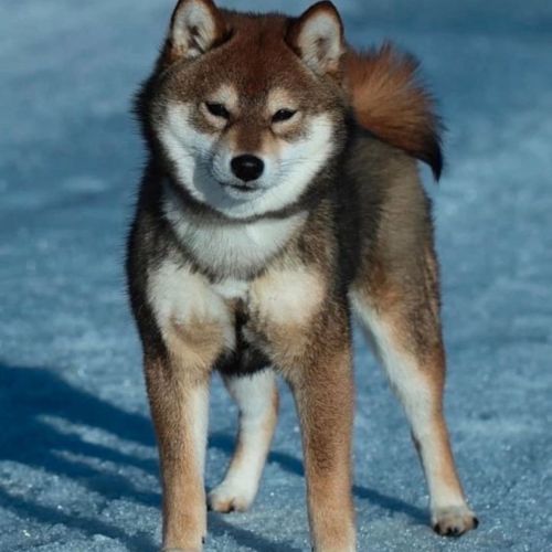 Chiots shiba inu lof-prestigieuses origines #0