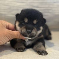 Chiots shiba inu lof-prestigieuses origines #1