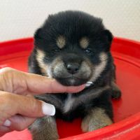 Chiots shiba inu lof-prestigieuses origines #2