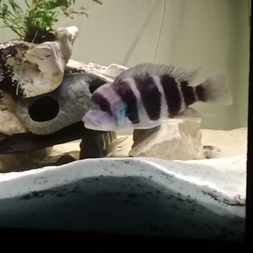 Frontosa mâle avec deux femelles #1