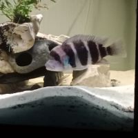 Frontosa mâle avec deux femelles #1