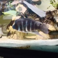 Frontosa mâle avec deux femelles #2