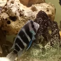 Frontosa mâle avec deux femelles