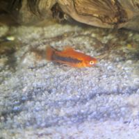 Poisson platy