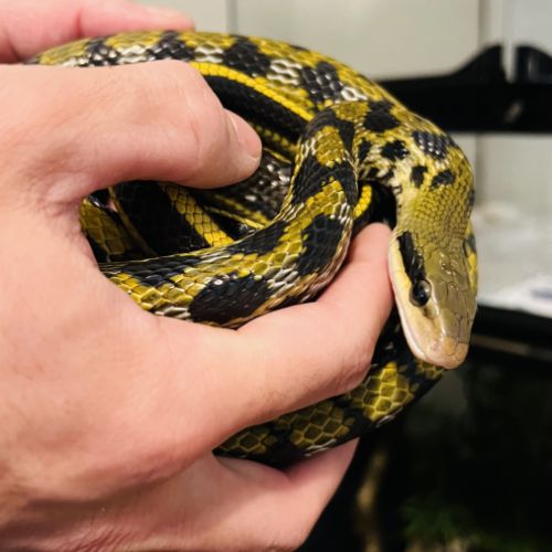 Beauté bleu du vietnam + terrarium #1