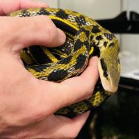 Beauté bleu du vietnam + terrarium #1