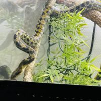 Beauté bleu du vietnam + terrarium