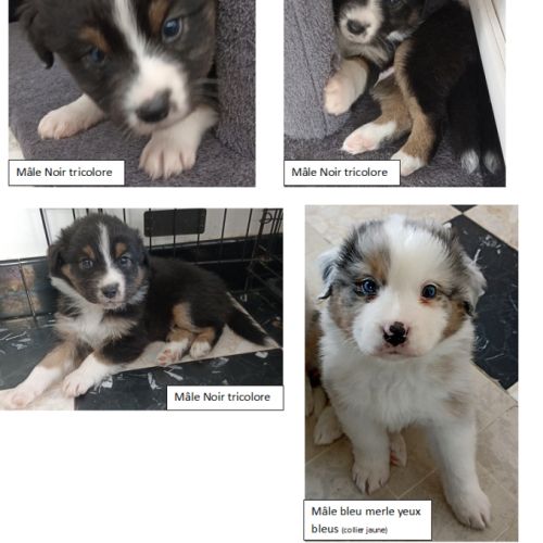 A réserver chiots berger australien #1