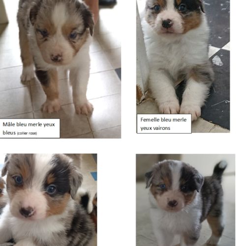 A réserver chiots berger australien #3