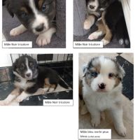 A réserver chiots berger australien #1