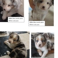 A réserver chiots berger australien