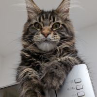 Maine coon loof #0
