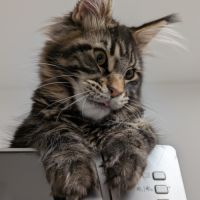 Maine coon loof #2