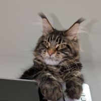 Maine coon loof #3