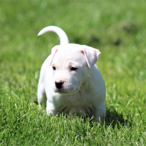 Chiots american staff / staff /  am'staff lof #2