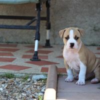 Chiots american staff / staff /  am'staff lof