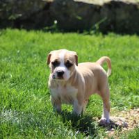 Chiots american staff / staff /  am'staff lof #4