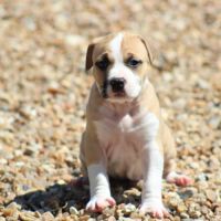 Chiots american staff / staff /  am'staff lof #5