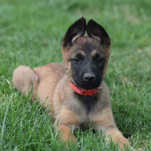 Chiots berger belge malinois lof à réserver #1