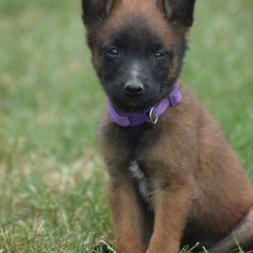 Chiots berger belge malinois lof à réserver #4