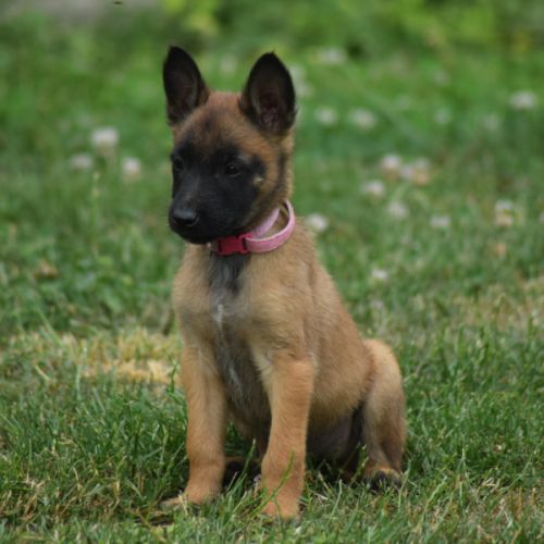 Chiots berger belge malinois lof à réserver #6