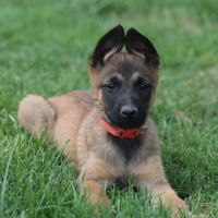 Chiots berger belge malinois lof à réserver #1