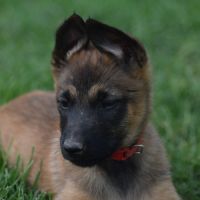 Chiots berger belge malinois lof à réserver #2
