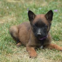 Chiots berger belge malinois lof à réserver #3