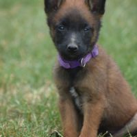 Chiots berger belge malinois lof à réserver #4