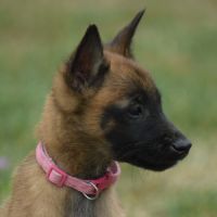 Chiots berger belge malinois lof à réserver